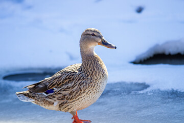 Duck 