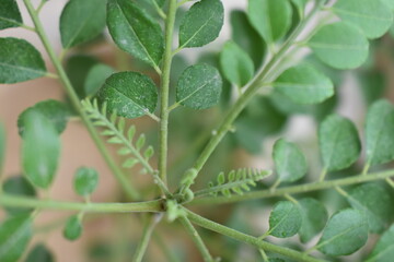 Green and Yellow are the most colors available around us.