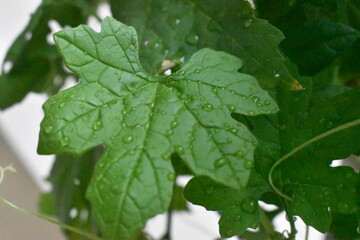 Green and Yellow are the most colors available around us.