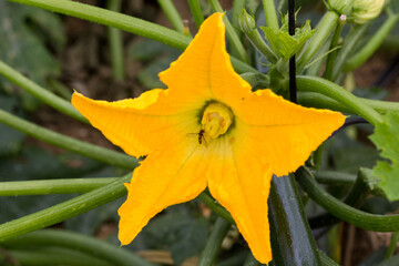 Sírfido en flor de calabacín