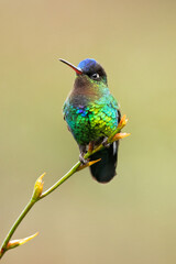 Fiery-throated hummingbird (Panterpe insignis) is a species of hummingbird in the 