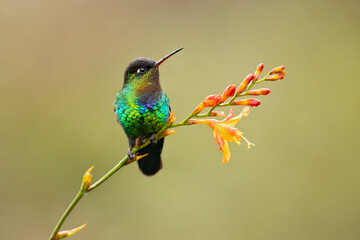Fototapeta na wymiar Fiery-throated hummingbird (Panterpe insignis) is a species of hummingbird in the 