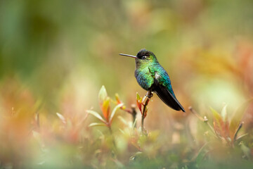 Fiery-throated hummingbird (Panterpe insignis) is a species of hummingbird in the 