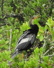 close up of an anhinga in a tree drying his wings along the black point wildlife drive in the merritt island national wildlife refuge near titusville, florida