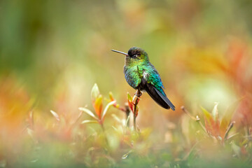 Fiery-throated hummingbird (Panterpe insignis) is a species of hummingbird in the 