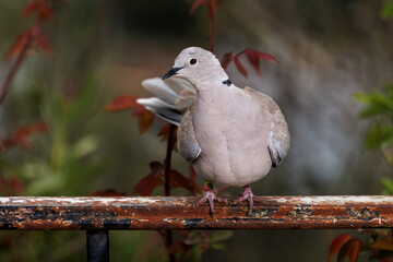 Eurasian collared dove (Streptopelia decaocto).