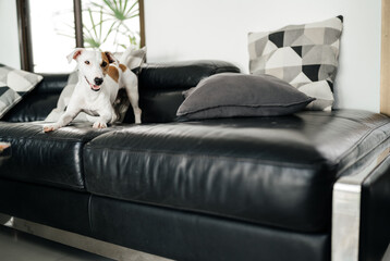 Jack Russell Terrier. Portrait of an active dog that plays running on the sofa in the interior of the apartment.