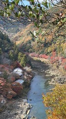 stream in autumn
riverside 
river 
japanese maple 
autumn 
maple 
fall 
