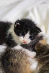 Very young little kitten on white fabric sleeping peaceful. Cute little baby kitten after her first exploration. Sweet lovely new born kitten with cute adorable eyes. Clumsy first steps