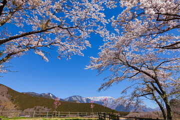 満開の桜と冠雪した毛無山方面の山　静岡県富士宮市田貫湖にて