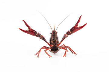Live crayfish isolated on white background