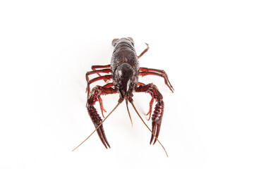 Live crayfish isolated on white background