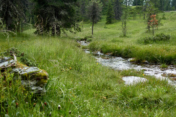 Marsh meadow with stream