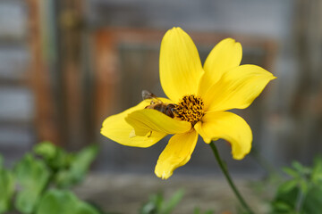 Yellow flower with bee