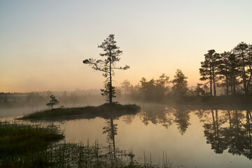 Plakat sunrise dawn on the swamp. Reflections of trees in lakes. Sunset, warm light and fog. Viru swamps Estonia