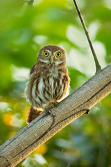 Ferruginous pygmy owl (Glaucidium brasilianum) is a small owl that breeds in south-central Arizona and southern Texas in the United States