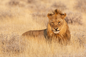 Lion portrait in Etosha National Park, Namibia. - obrazy, fototapety, plakaty