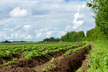 cereals farming in Linköping Sweden
