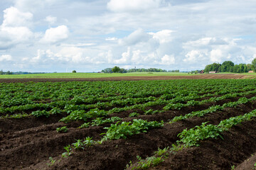 cereals farming in Linköping Sweden