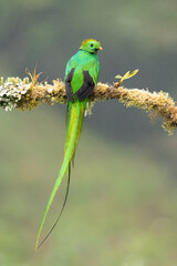 Resplendent quetzal (Pharomachrus mocinno) is a small bird found in southern Mexico and Central America, with two recognized subspecies