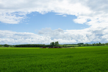 cereals farming in Linköping Sweden
