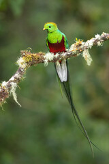 Resplendent quetzal (Pharomachrus mocinno) is a small bird found in southern Mexico and Central America, with two recognized subspecies