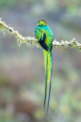 Resplendent quetzal (Pharomachrus mocinno) is a small bird found in southern Mexico and Central America, with two recognized subspecies
