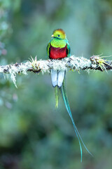 Resplendent quetzal (Pharomachrus mocinno) is a small bird found in southern Mexico and Central America, with two recognized subspecies
