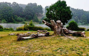 stump in the forest, Hardwick Park