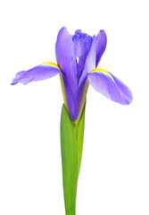 Iris flower isolated on transparent background, PNG.