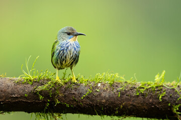 Shining honeycreeper (Cyanerpes lucidus) is a small bird in the tanager family. It is found in the tropical New World in Central America from southern Mexico to Panama