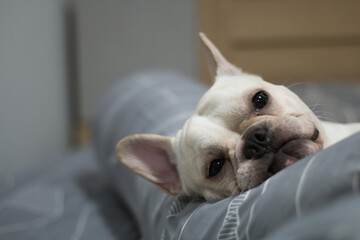 French Bulldog puppy laying on the bed. The dog feeling sleepy.