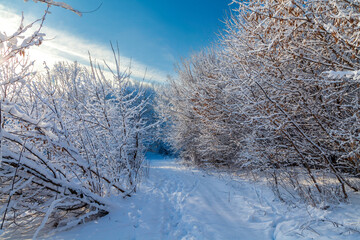 Snowy trees in a winter atmosphere after snowfall. A path among trees in a snow-covered forest. Winter snow branches of trees, walk path, footprints on the snow.