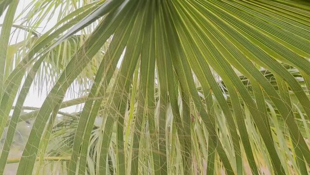 Green fresh background, leaves of a young palm tree close-up view. Branches moving in the wind, leaf palm tree