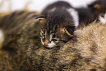 Very young little kitten on white fabric sleeping peaceful. Cute little baby kitten after her first exploration. Sweet lovely new born kitten with cute adorable eyes. Clumsy first steps