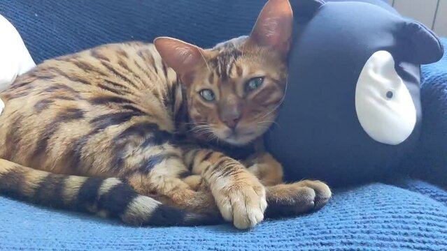 A beautiful bengal cat lies in a women's sweater. Bengal cat resting relaxed. Pet care