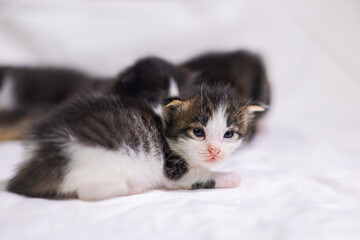 Very young little kitten on white fabric sleeping peaceful. Cute little baby kitten after her first exploration. Sweet lovely new born kitten with cute adorable eyes. Clumsy first steps