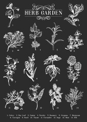 Herb Garden, vector sketch set, botanical drawings