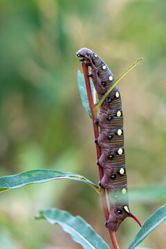Bedstraw Hawk-moth caterpillar