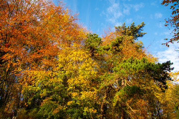 Bois de la Cambre in Brussels during autumn