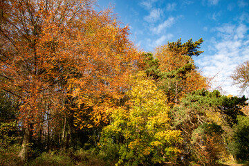 Bois de la Cambre in Brussels during autumn