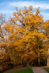 Bois de la Cambre in Brussels during autumn