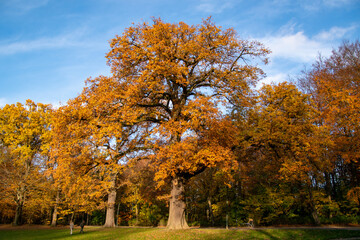 Naklejka premium Bois de la Cambre in Brussels during autumn