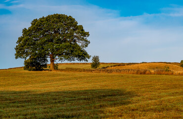 Fototapeta premium tree on a hill, Linacre Reservoirs