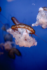 jellyfish dance in the aquarium