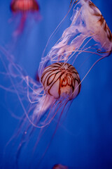 Chrysaora melanaster Jellyfish in Aquarium of Genoa