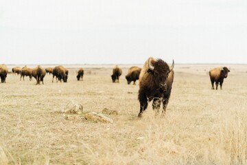Herd of bison grazing in the field