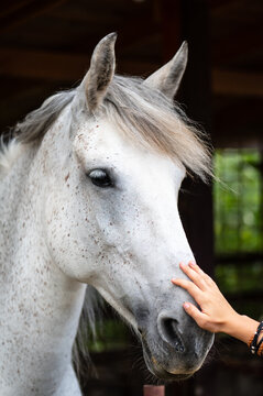 Detail of a white horse head at the farm. White horse with a brown stains.