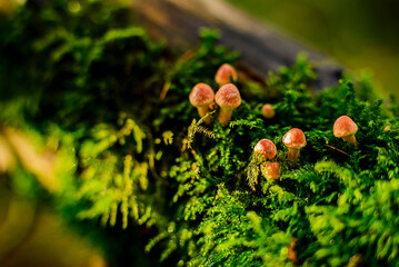 mushroom on the moss, Linacre Reservoirs
