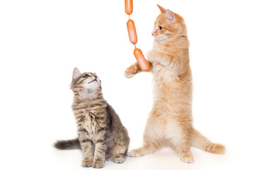 Grey and red kitten playing with sausages